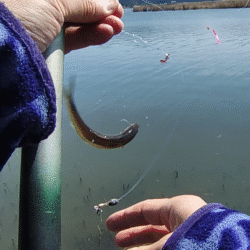 今が最盛期?伊庭内湖でホンモロコ釣り